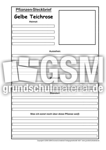 Steckbriefvorlage-Gelbe-Teichrose.pdf